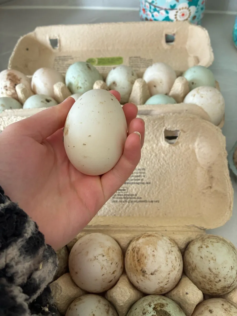Duck hatching eggs - Image 4