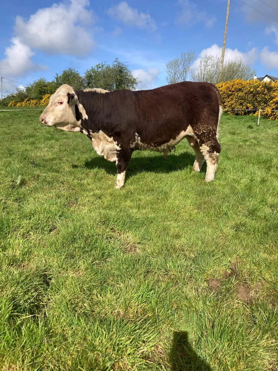 Purebred Hereford Bull - Image 3