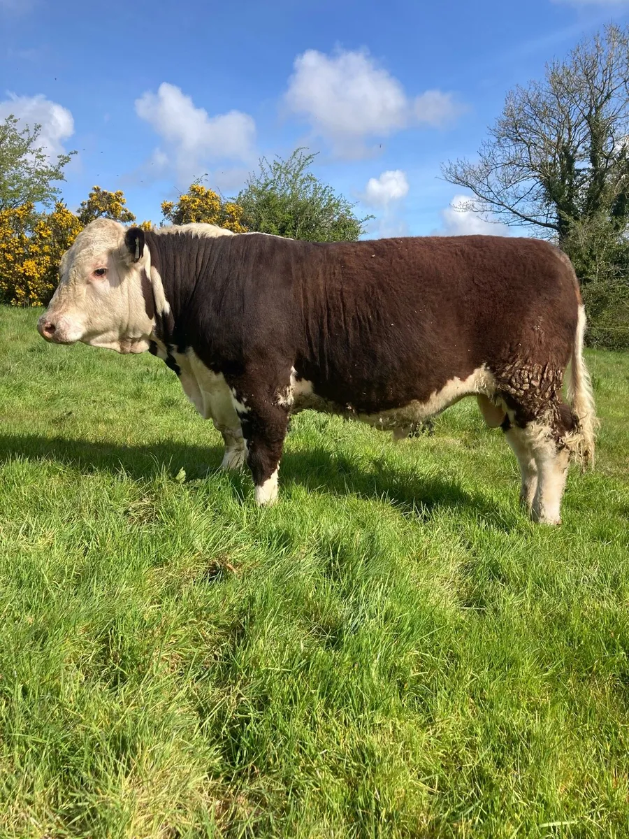 Purebred Hereford Bull - Image 1