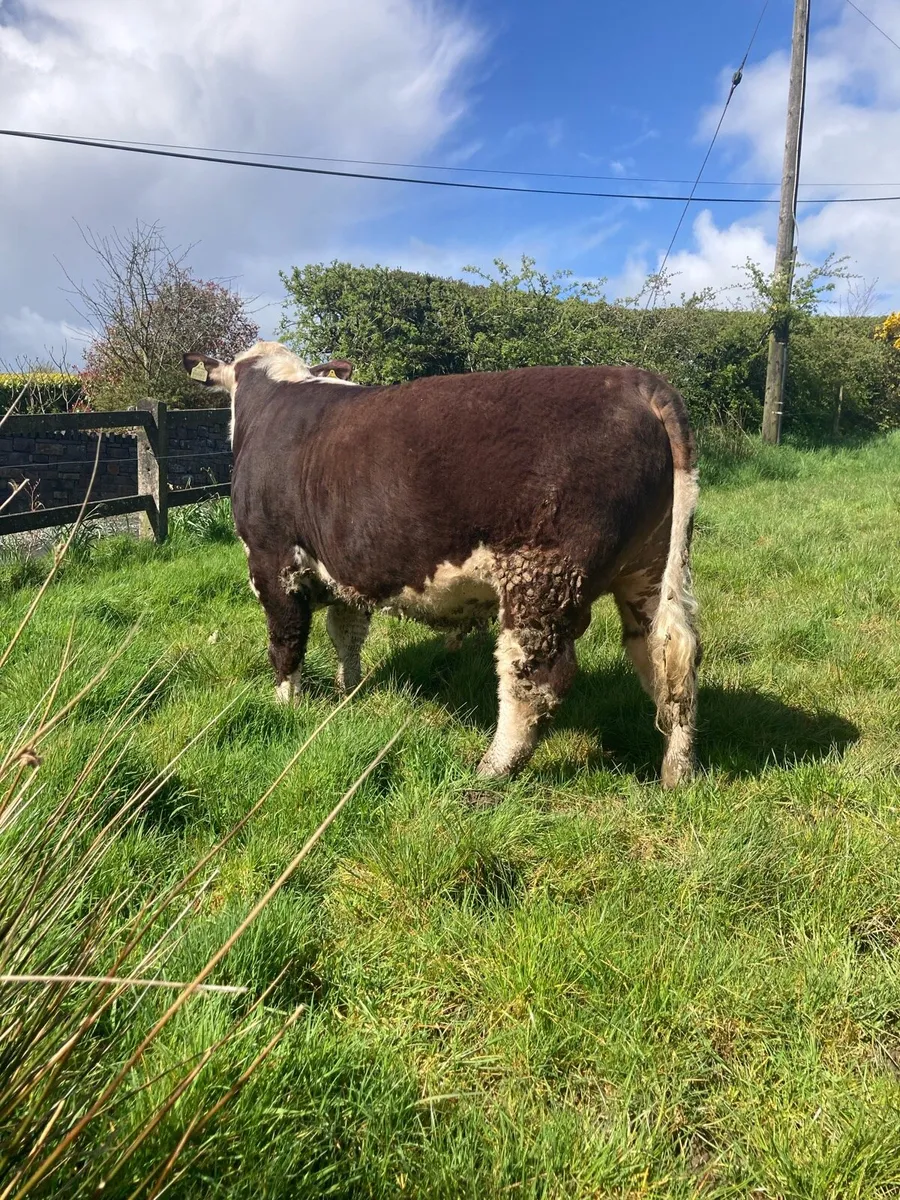 Purebred Hereford Bull - Image 2