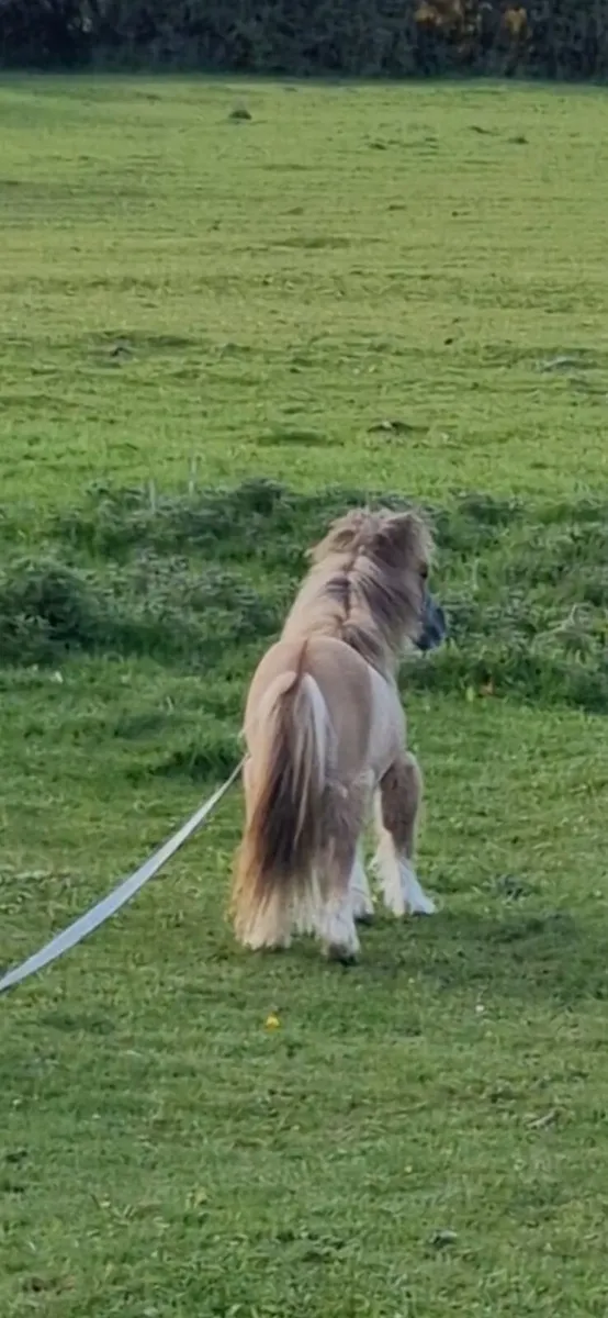 Little colt - Image 1