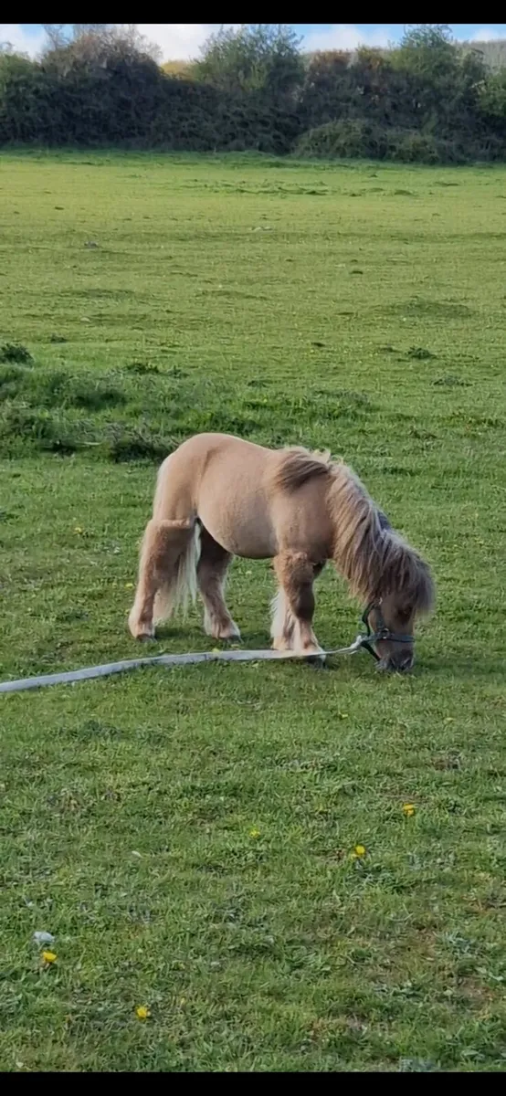 Little colt - Image 2