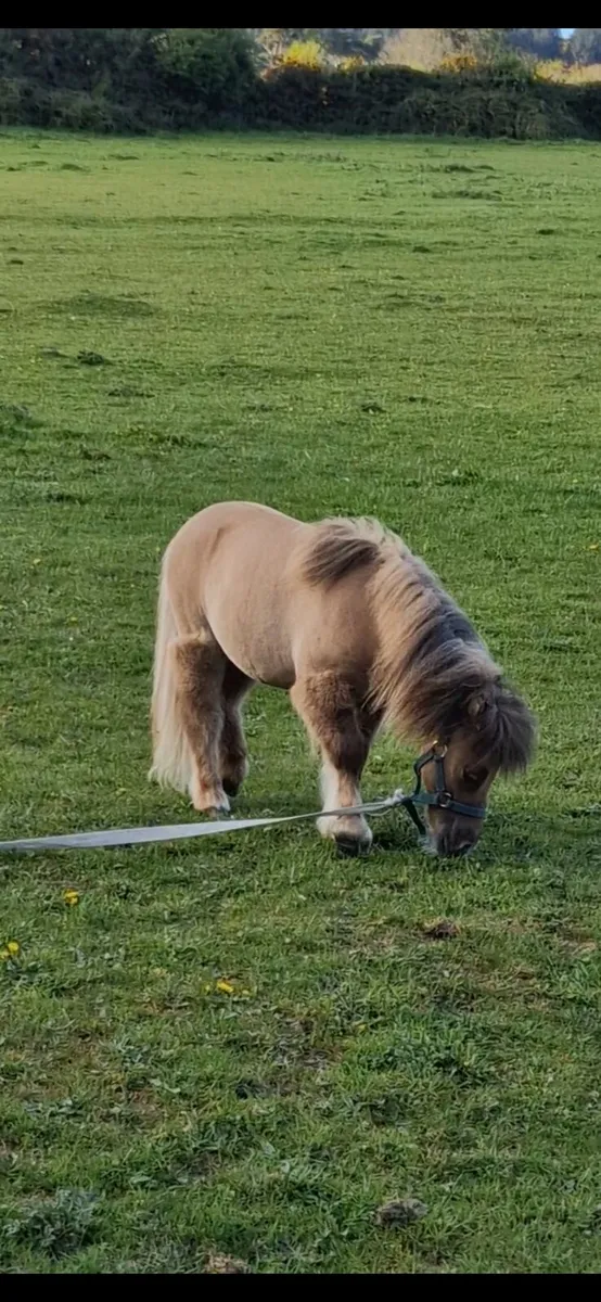 Little colt - Image 3