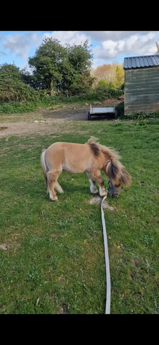 Little colt - Image 4