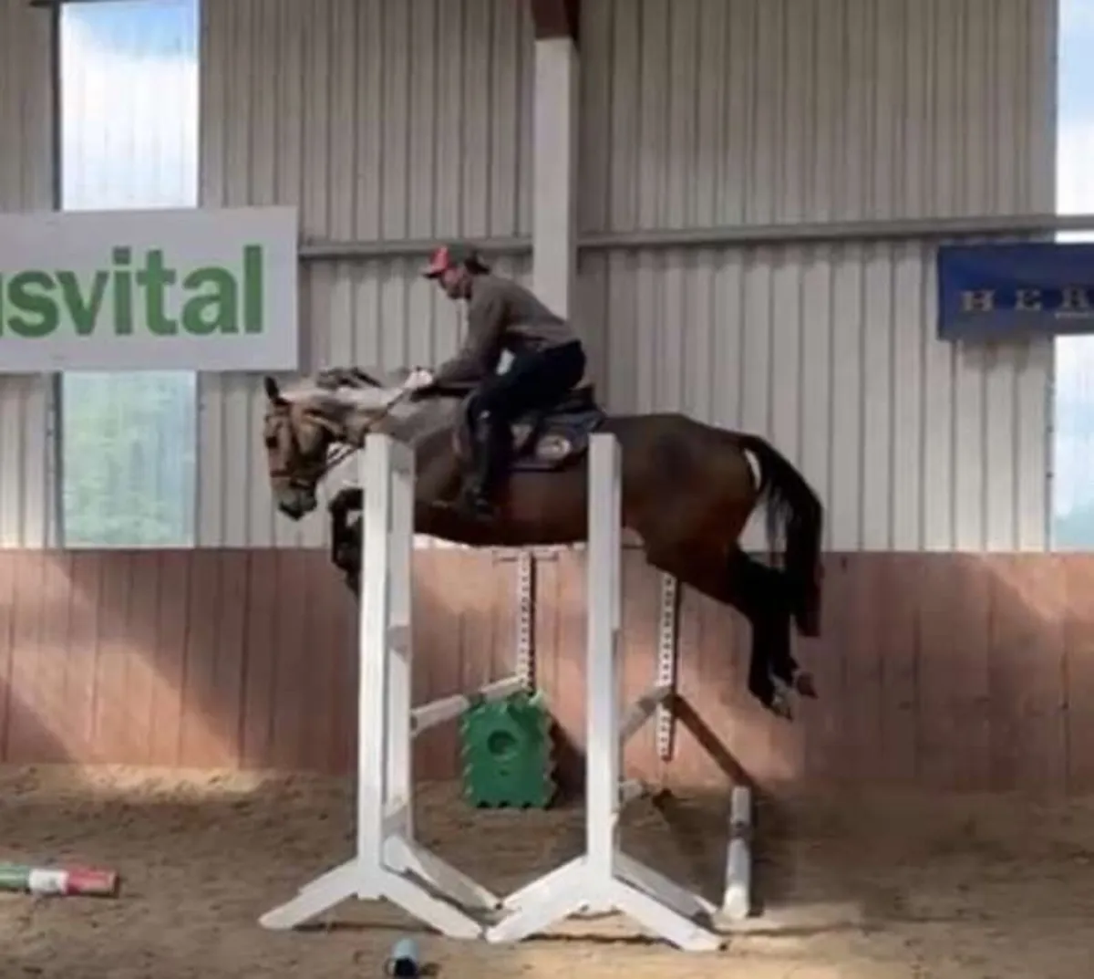 5yr old mare - Image 1