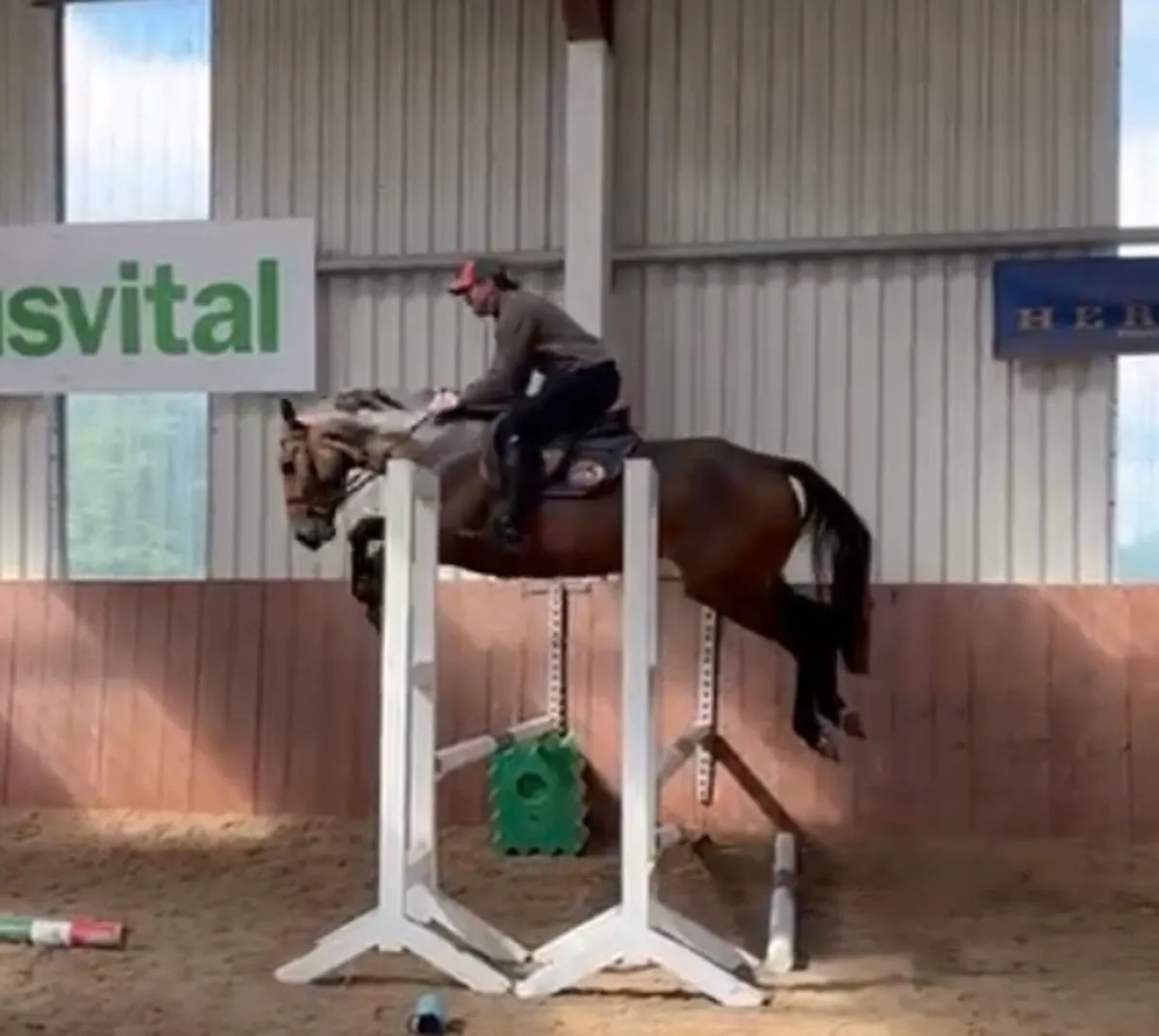 5yr old mare - Image 2