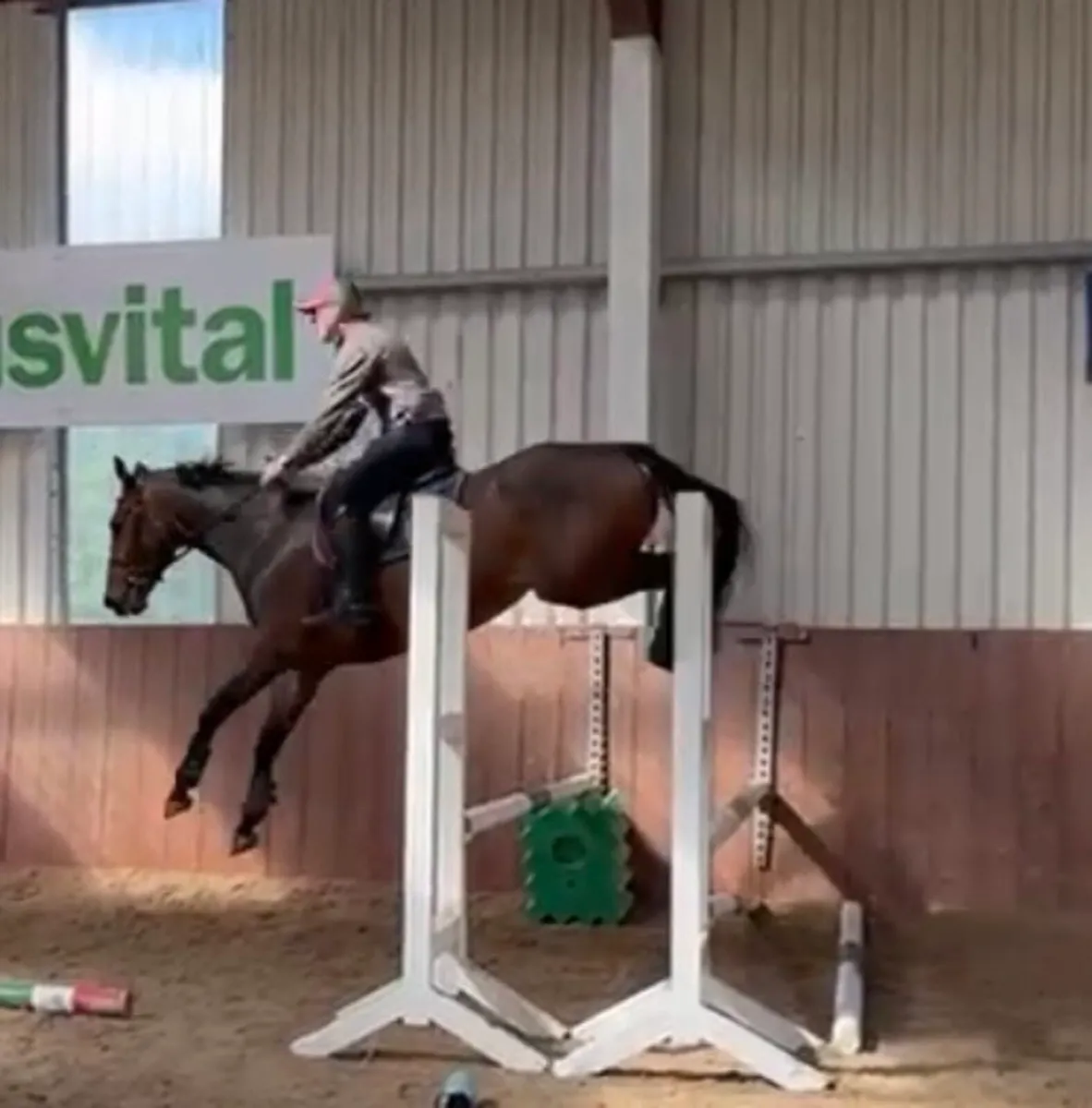 5yr old mare - Image 3