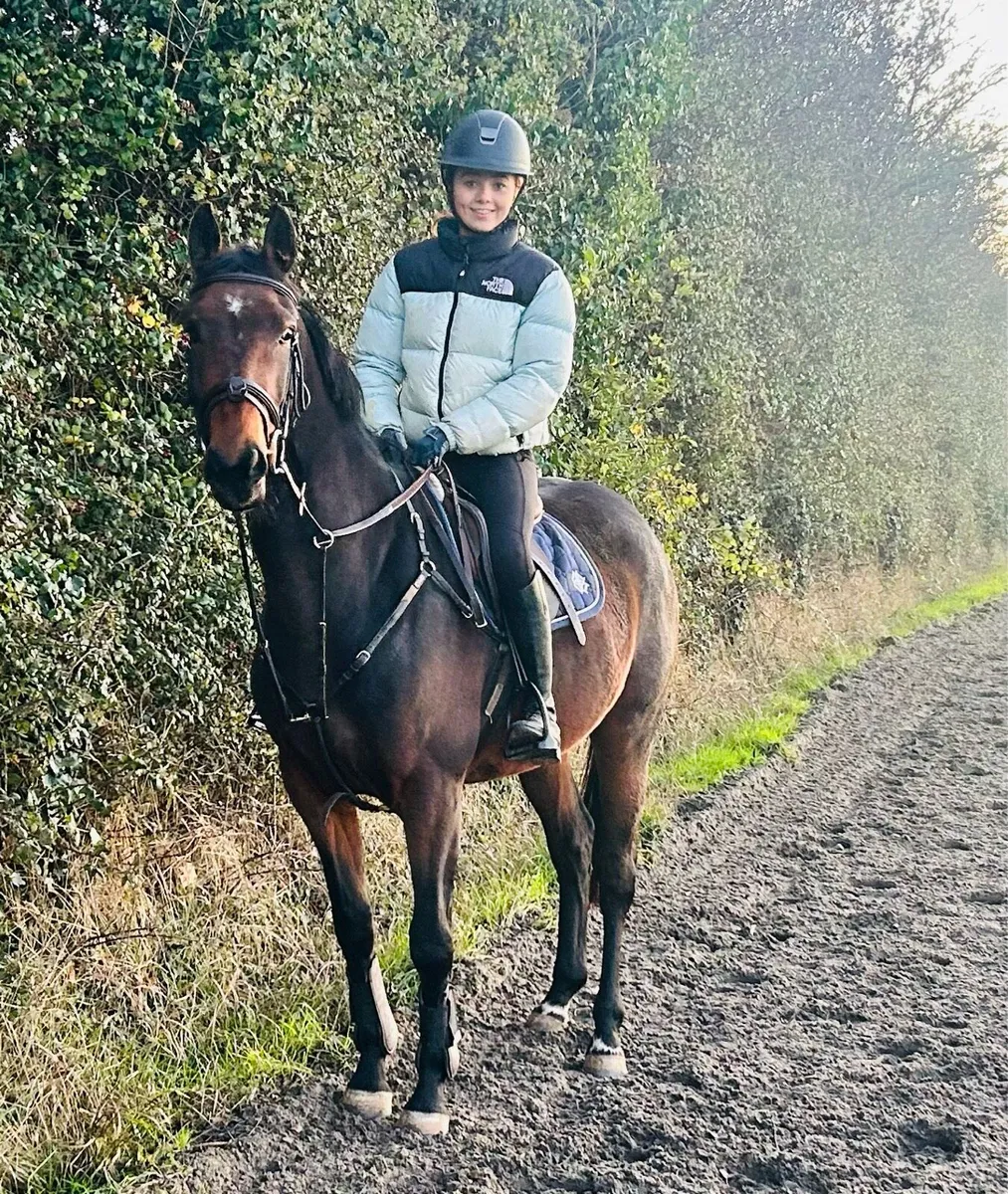 5yr old mare - Image 4