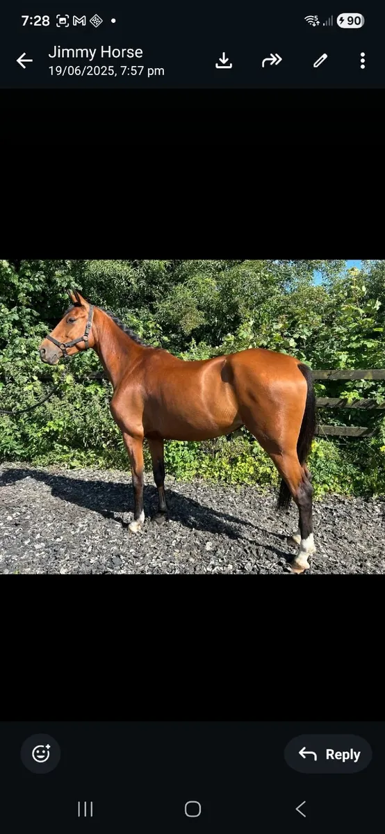 Horses - Image 1
