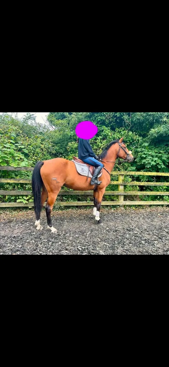 Horses - Image 2