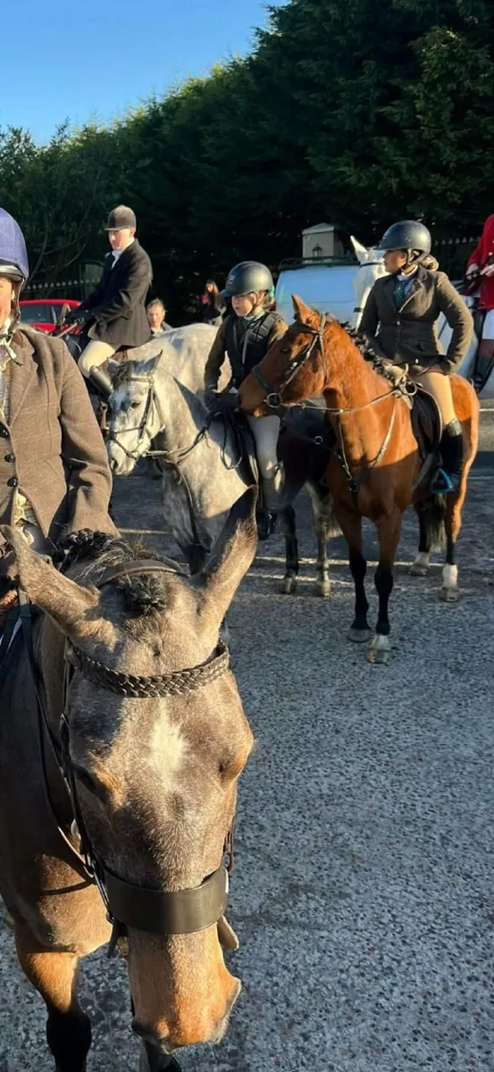 Horses - Image 3
