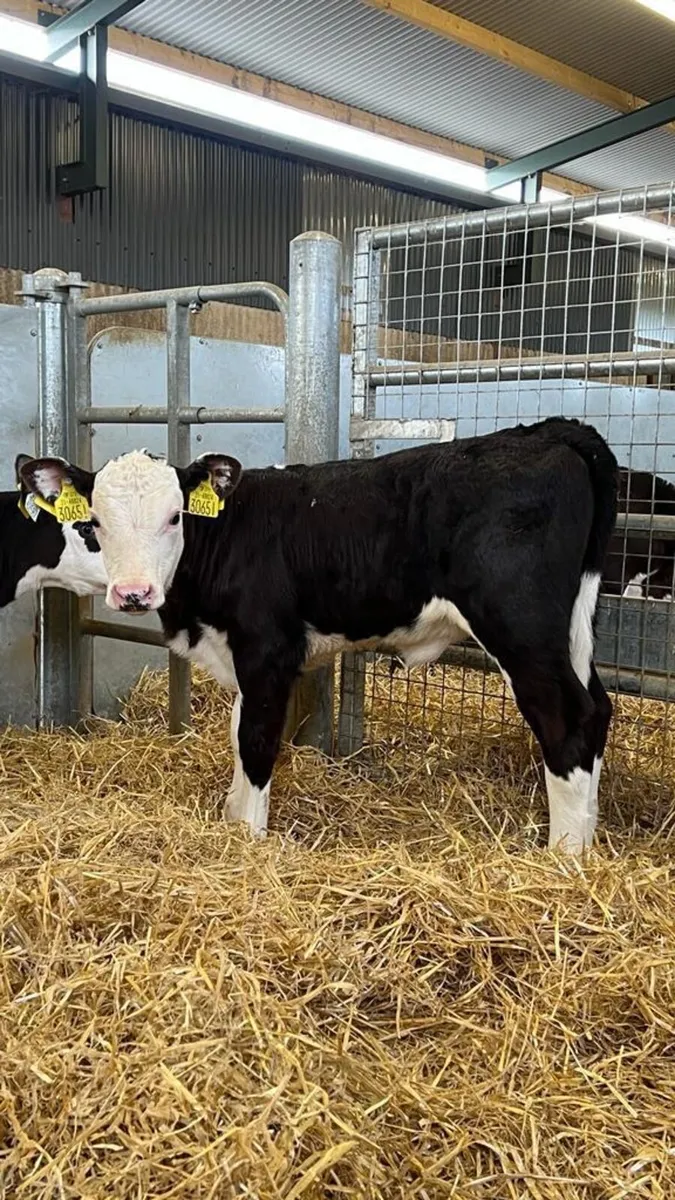 Hereford Heifers - Image 4