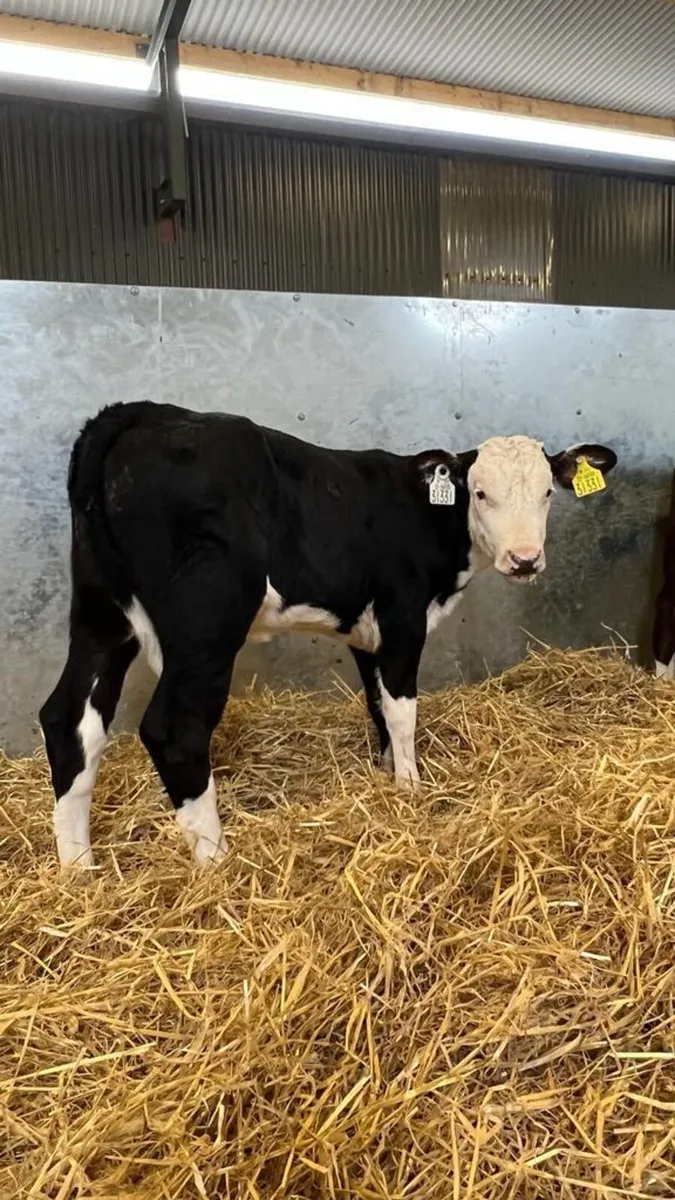 Hereford Heifers - Image 1