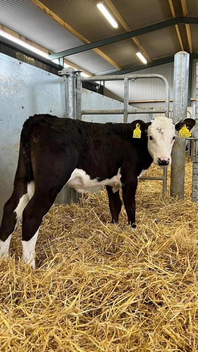 Hereford Heifers - Image 2