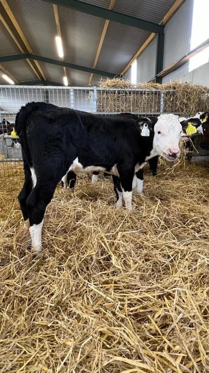 Hereford Heifers - Image 3