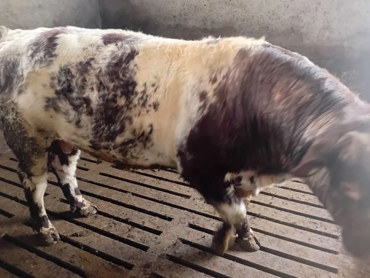 Shorthorn bull - Image 1