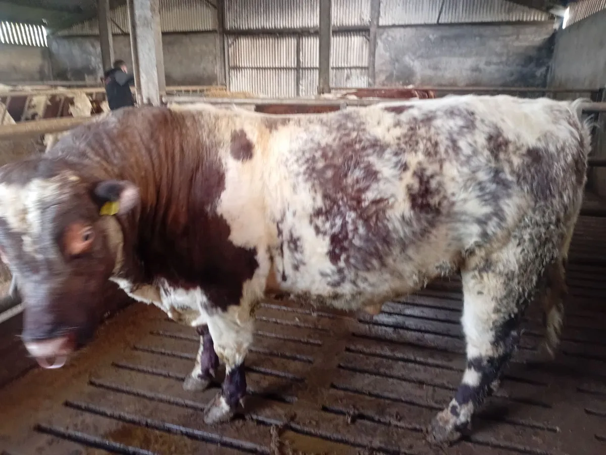 Shorthorn bull - Image 3