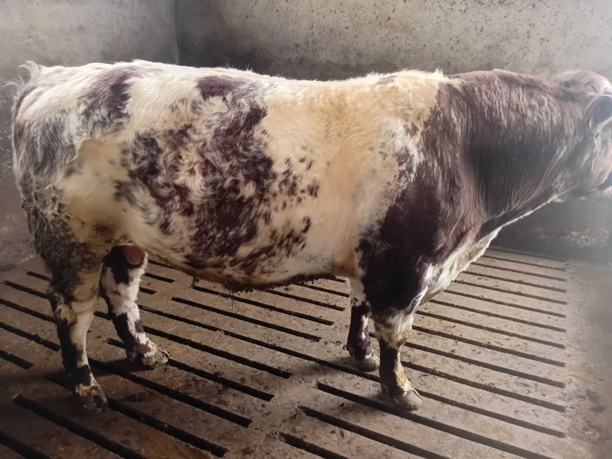 Shorthorn bull - Image 2