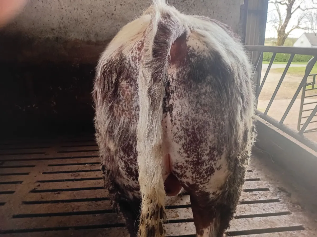 Shorthorn bull - Image 4