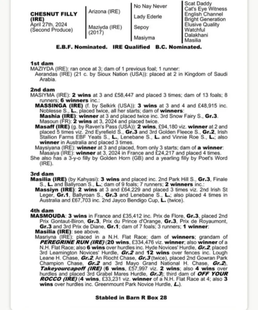 Thoroughbred filly - Image 2