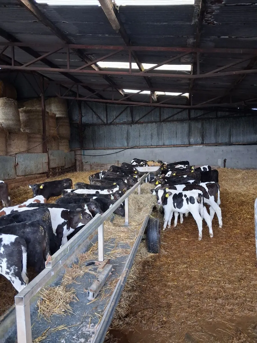 20 Friesian heifer calves
