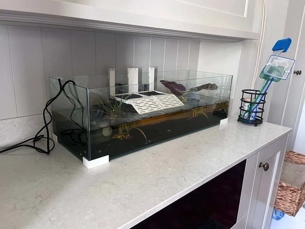 Terrapin Turtle, Tank and Equipment - Image 2