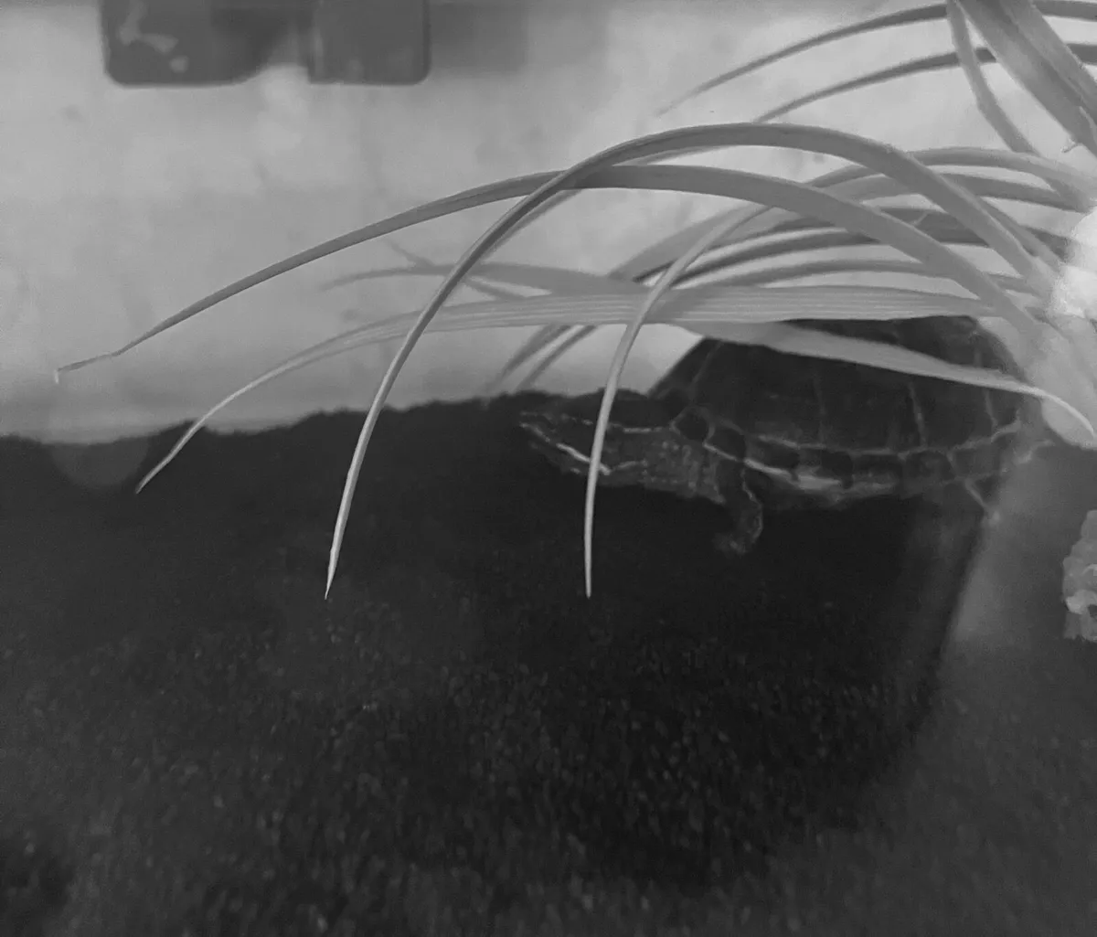 Terrapin Turtle, Tank and Equipment - Image 3