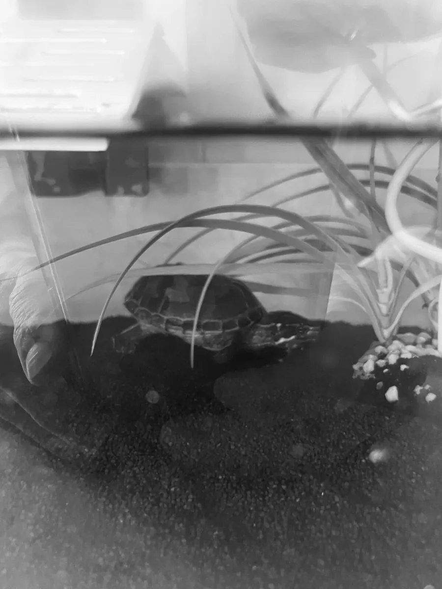 Terrapin Turtle, Tank and Equipment - Image 4