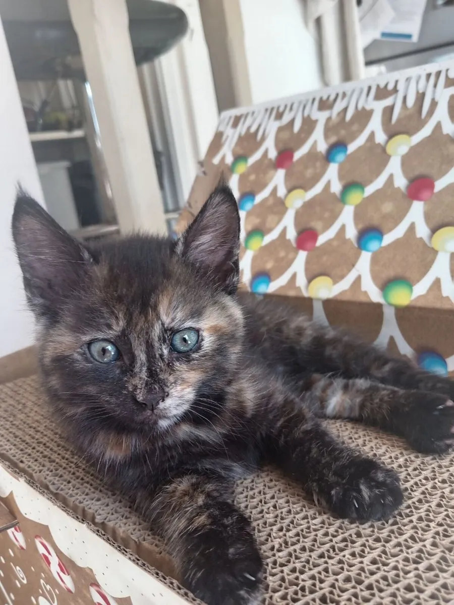 Half Maine Coon Kittens - Image 1