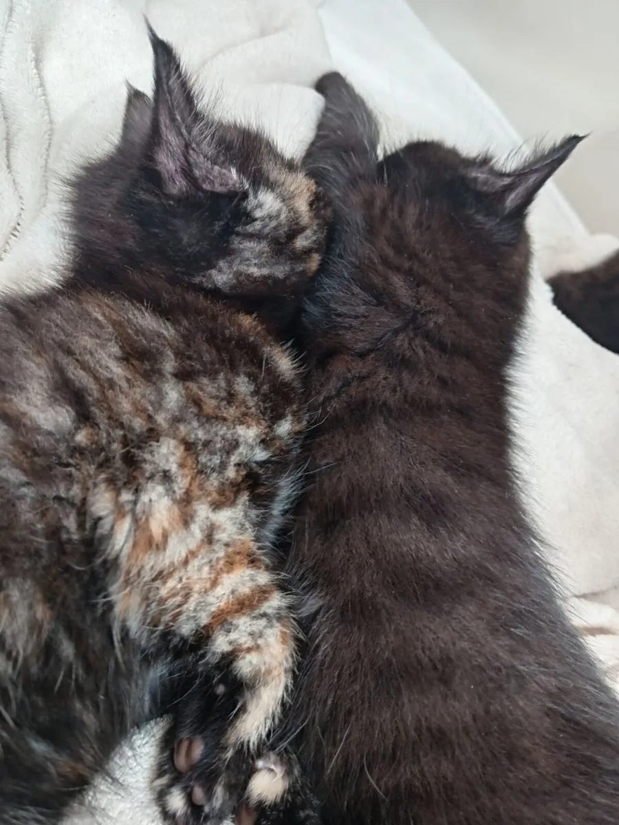 Half Maine Coon Kittens - Image 2