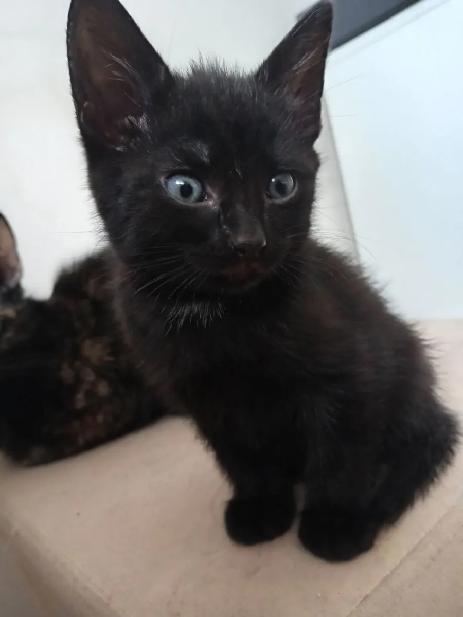 Half Maine Coon Kittens - Image 3