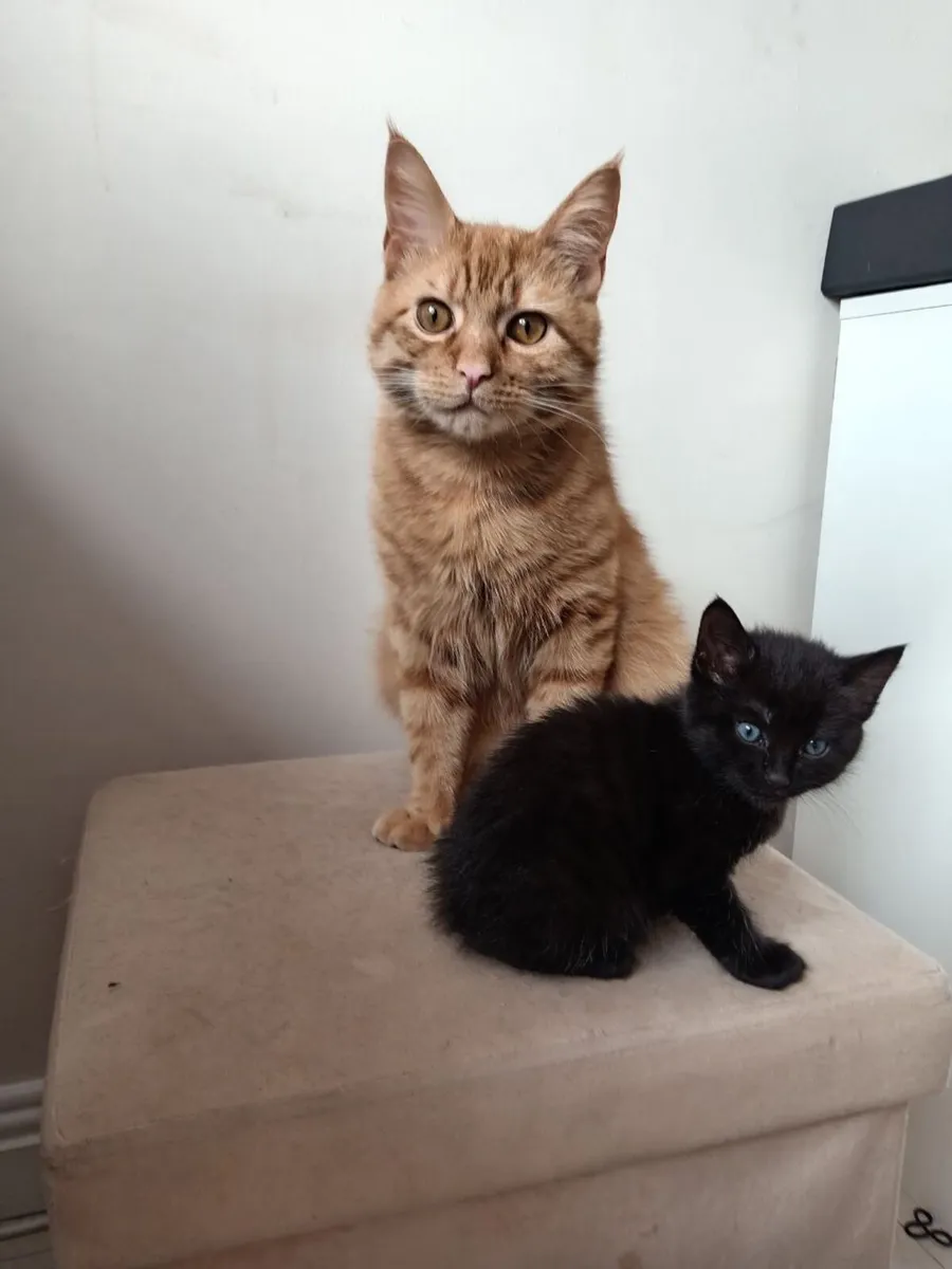 Half Maine Coon Kittens - Image 4