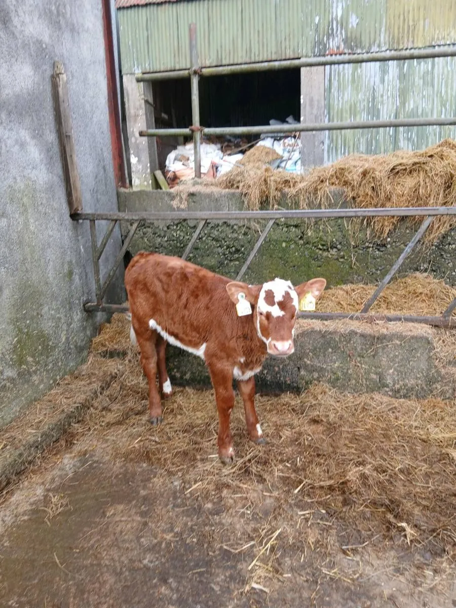 Suck calf - Image 2