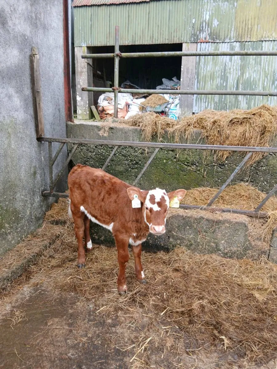Suck calf - Image 3