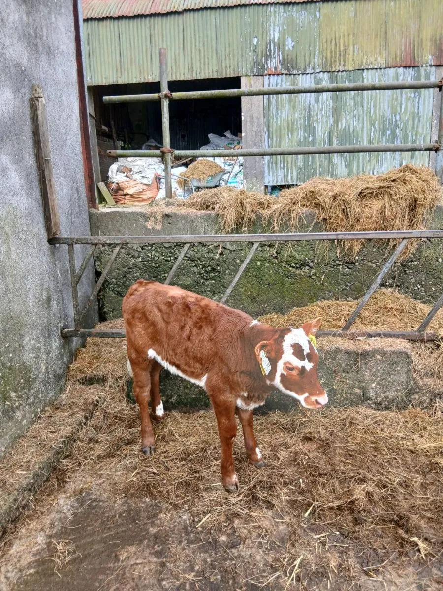 Suck calf - Image 4