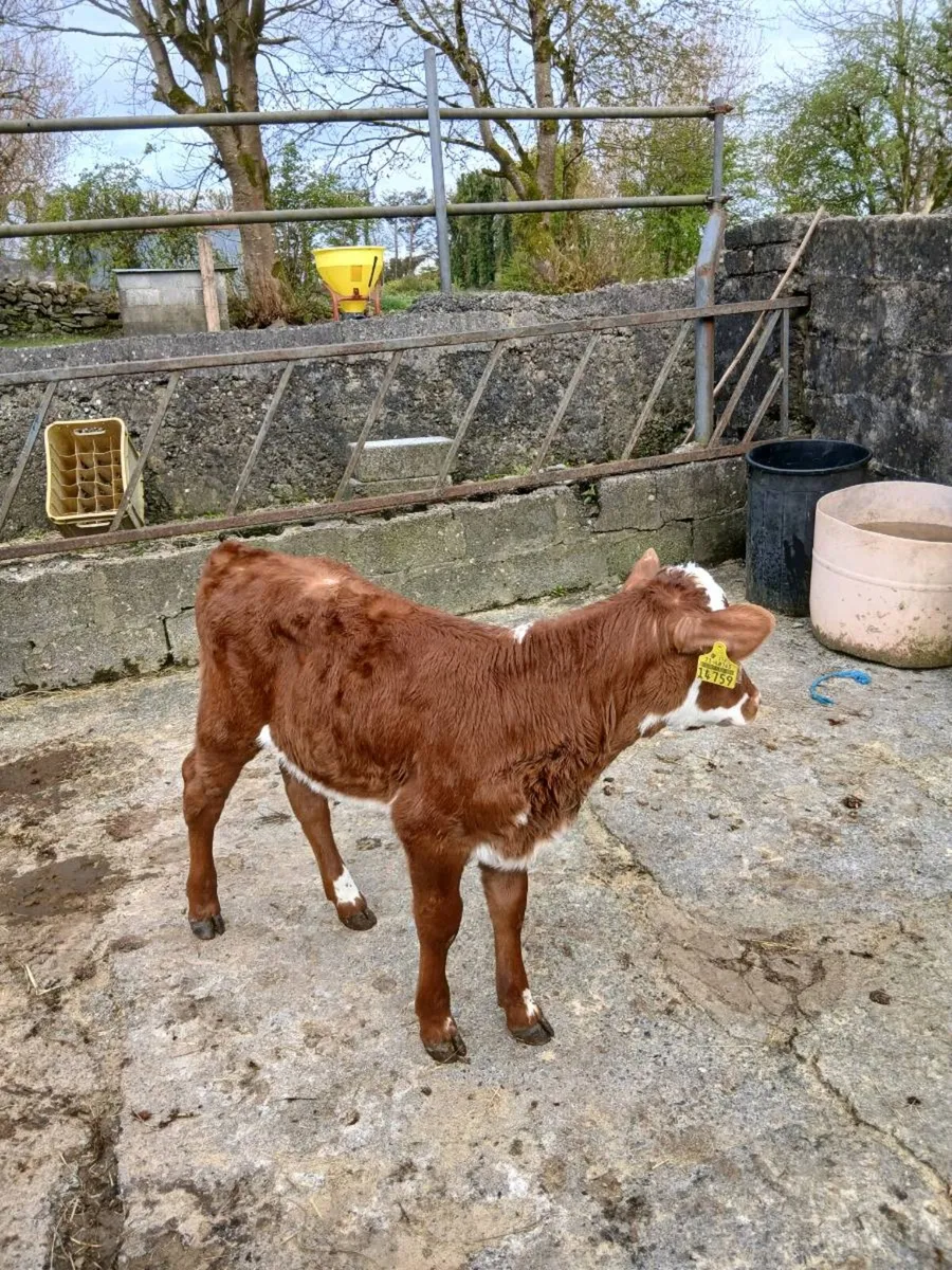 Suck calf - Image 1