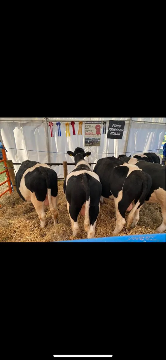 Pure bred British Friesian bulls - Image 4