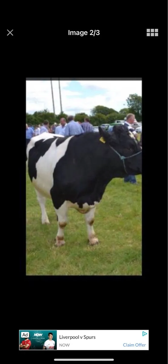 Pure bred British Friesian bulls - Image 3