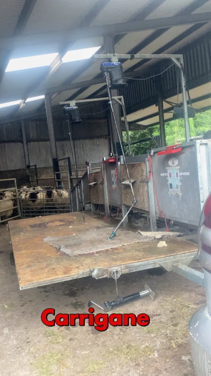 Sheep shearing nationwide - Image 1