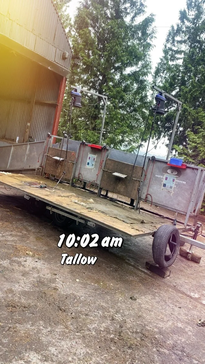 Sheep shearing nationwide - Image 2