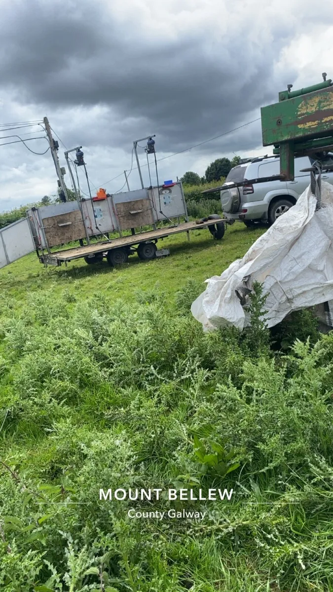 Sheep shearing nationwide - Image 3