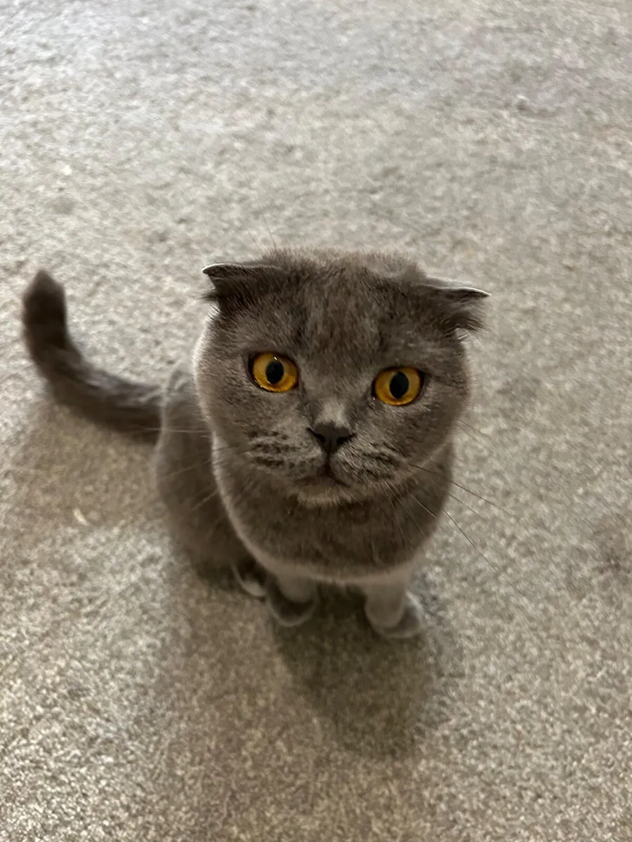 British shorthair kittens - Image 4