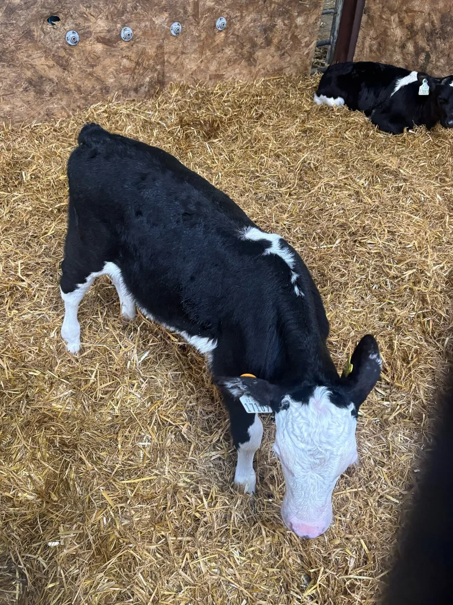 Hereford heifer calves - Image 2