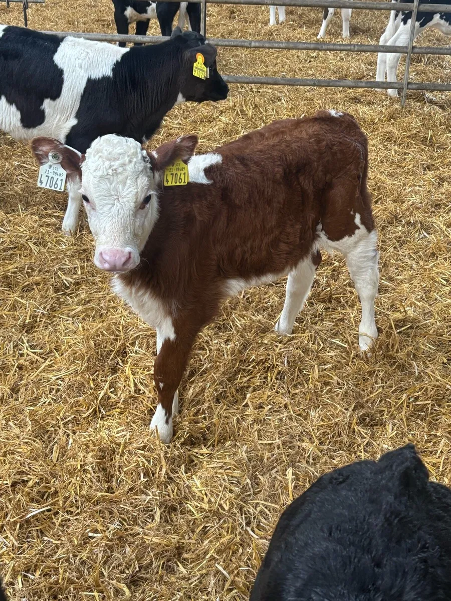 Hereford heifer calves - Image 1