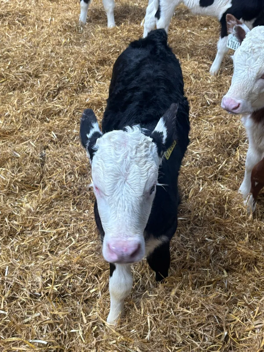 Hereford heifer calves - Image 3