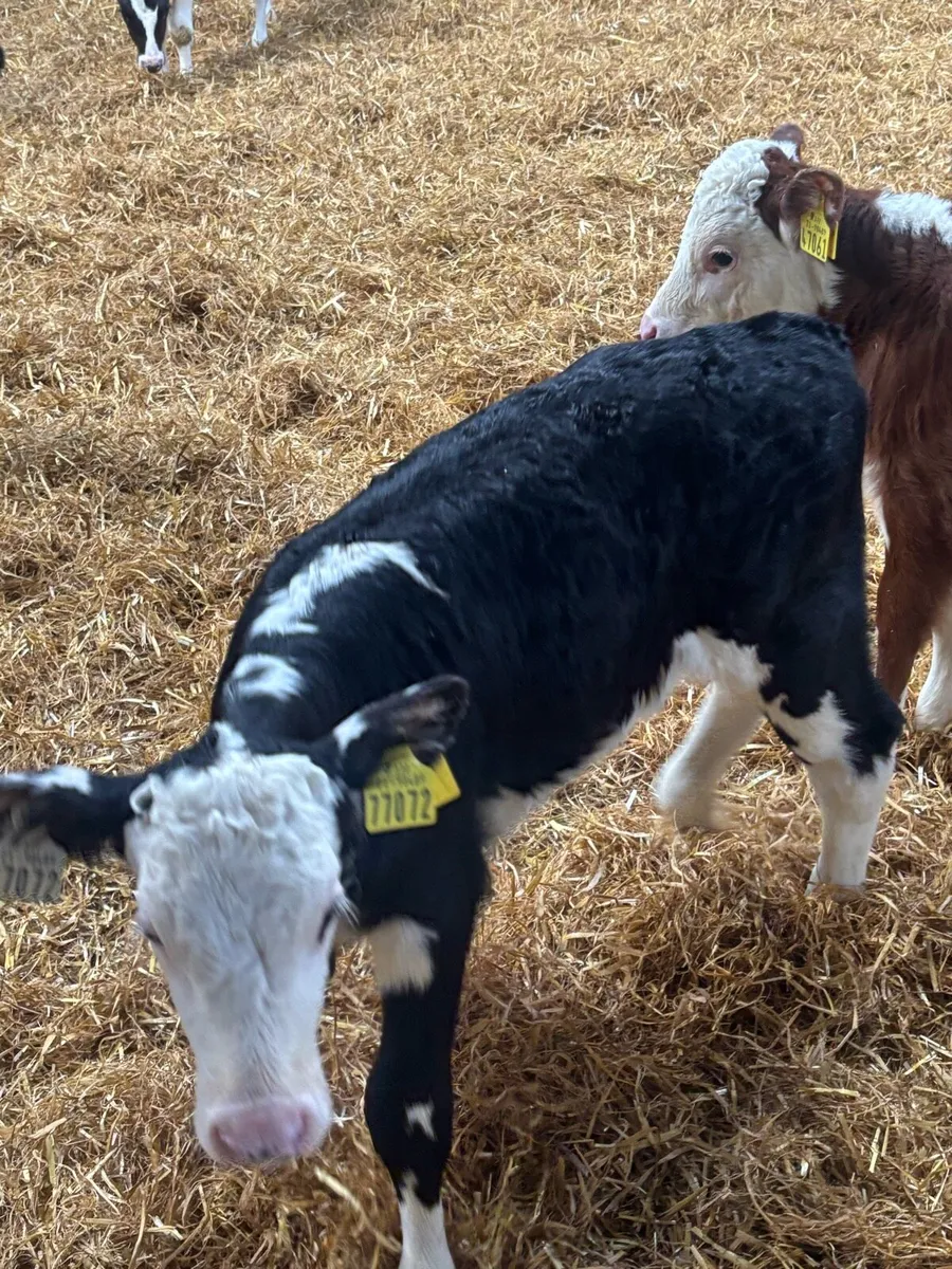 Hereford heifer calves - Image 4