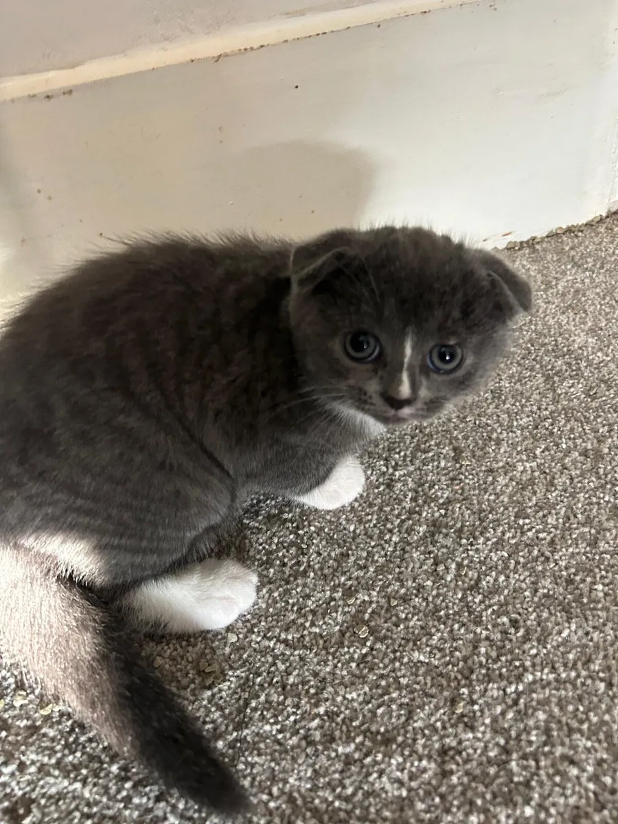 British shorthair kittens - Image 1