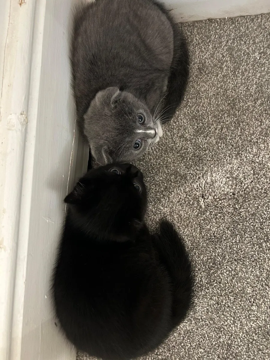British shorthair kittens - Image 2