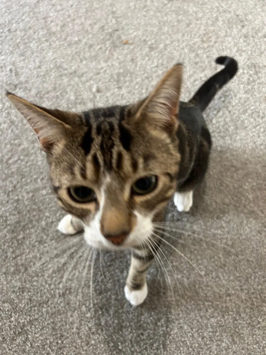 British shorthair kittens - Image 3