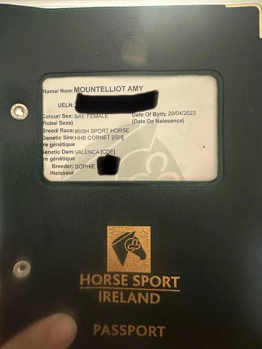 Top class eventing broodmare - Image 1